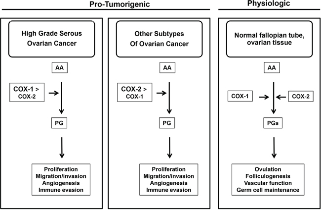 Conceptual Framework of COX-1 and COX-2 in Ovarian Cancer.