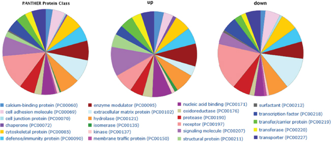 PANTHER protein class categories of total DEGs, increased and decreased DEGs in pie chart.