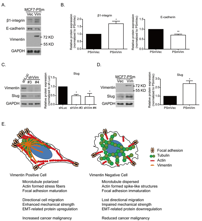 Vimentin mediates slug and EMT-related protein expression.