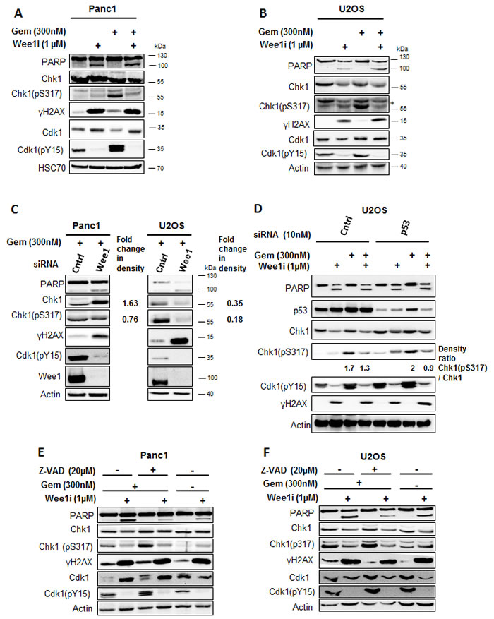 Inhibition of Wee1 decreases the phosphorylation of Chk1 in gemcitabine-treated cells.
