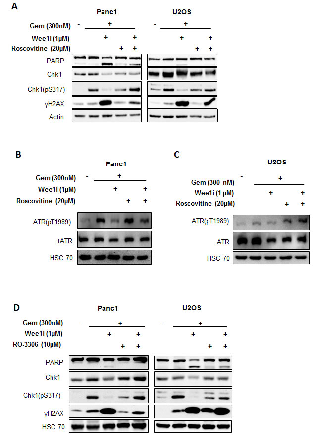 Cdks mediate the attenuation of the ATR-Chk1 pathway by Wee1 inhibition.