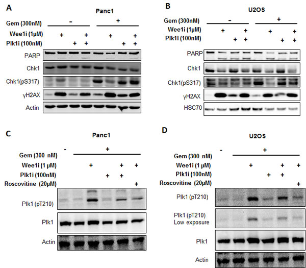 Targeting Plk1 rescues ATR-Chk1 activity in the context of Wee1 inhibition.