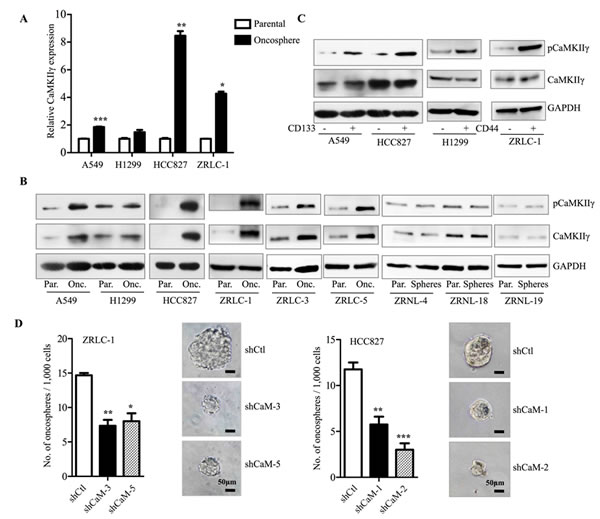 CaMKII&#x3b3; is required for maintenance of stem-like and tumorigenic properties.