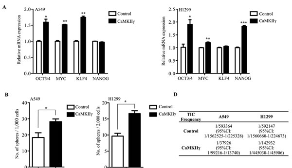 Ectopic expression of CaMKII&#x3b3; promotes stem-like and tumorigenic traits.