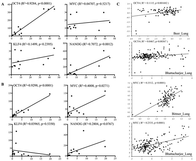 CaMKII&#x3b3; expression is correlated with OCT4 and prognosis in human lung cancer.