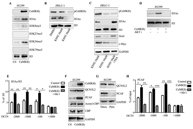 CaMKII&#x3b3; regulates Akt-mediated histone acetylation of OCT4.