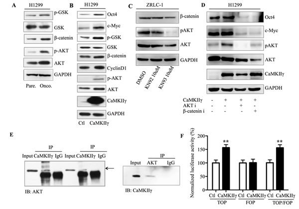 CaMKII&#x3b3; enhances stem-like traits in an Akt- and &#x3b2;-catenin-dependent manner.