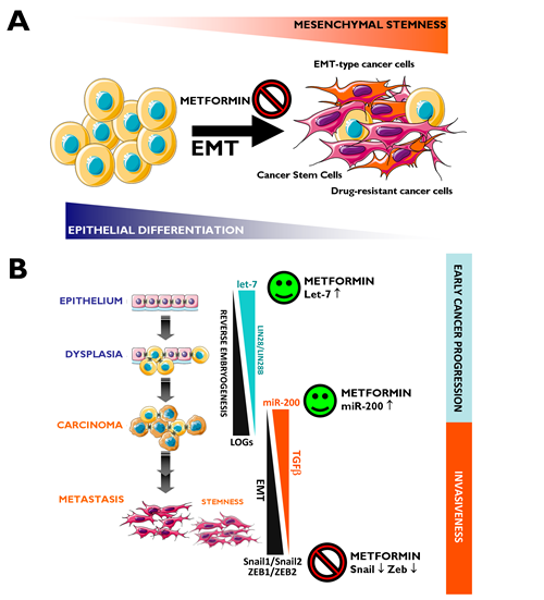 Metformin: A guardian of EMT and micro(mi)RNA-regulated stemness and cancer progression.