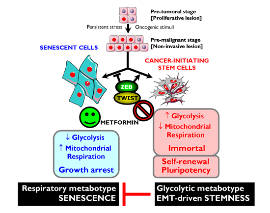 Metformin-targeted EMT and tumor metabolism: Novel strategy against CSCs.