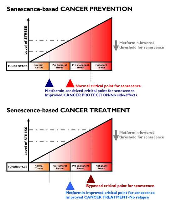 Metformin lowered threshold for senescence: Better protection and treatment against cancer.