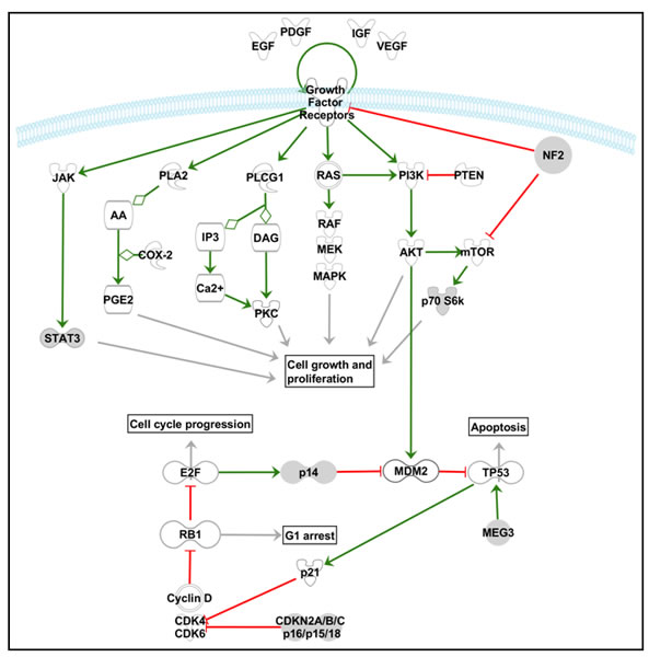 Schematic diagram illustrating the key elements of some of the most relevant signaling pathways involved in the pathogenesis of meningiomas.