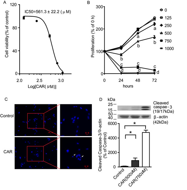 Carvacrol reduced U87 cell viability and proliferation, and induced apoptosis.