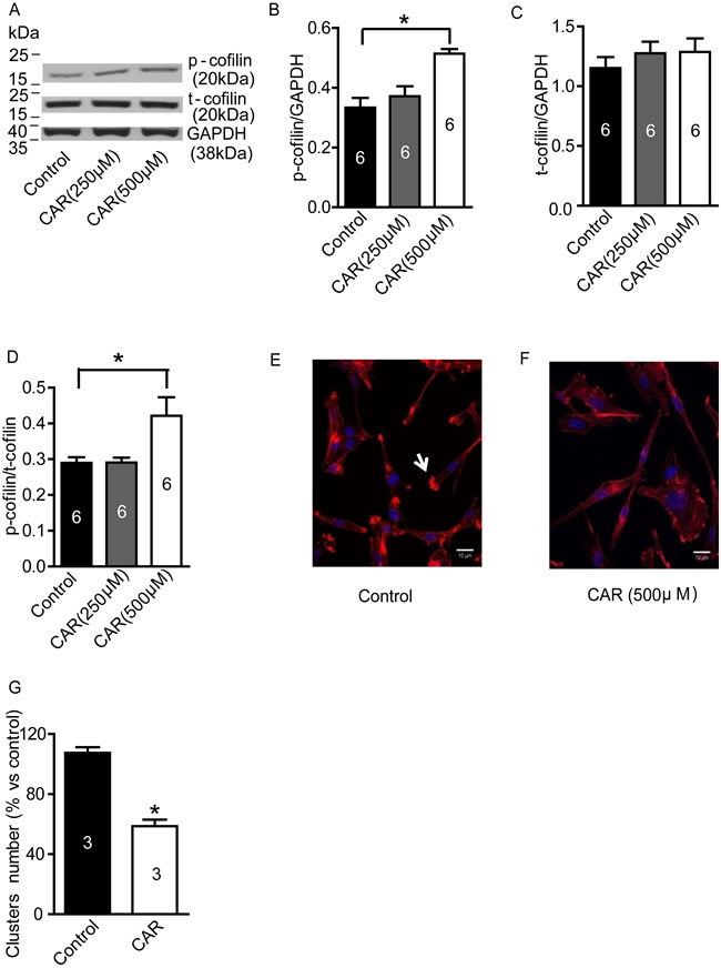 Carvacrol increased p-cofilin level and reduced F-actin polymerization in U87 cells.