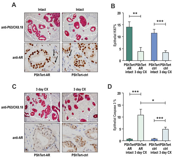 Loss of myofibroblast AR protects cancerous prostatic epithelia from castration induced apoptosis.