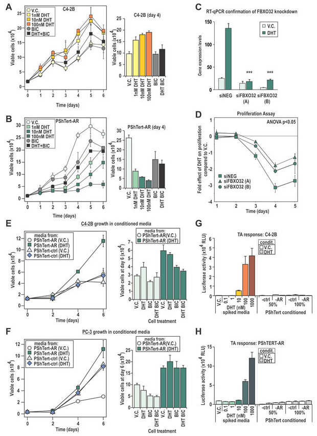 C4-2B and PShTert-AR cells have different proliferative responses to DHT.