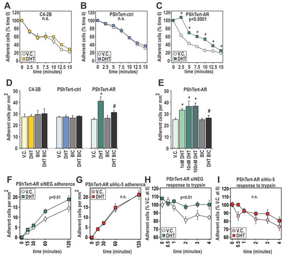 DHT has pro-adherent effects on fast and long term adherence of myofibroblast cells.