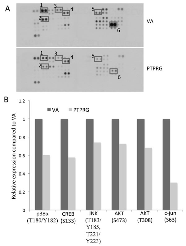 Protein kinase phosphorylation levels associated with PTPRG expression.