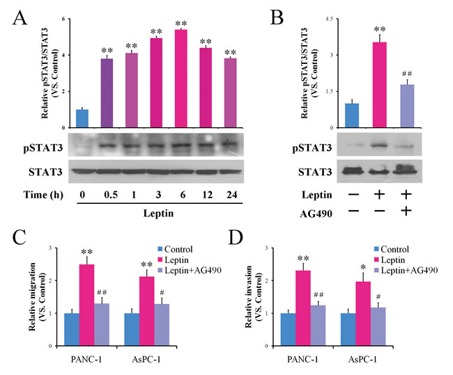 Leptin enhances the migration and invasion of pancreatic cancer cells via activating JAK2/STAT3 signaling.