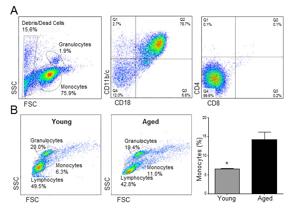 Aging causes monocytosis in rats.