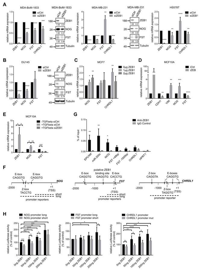 The expression of BMP-inhibitors is directly induced by ZEB1.