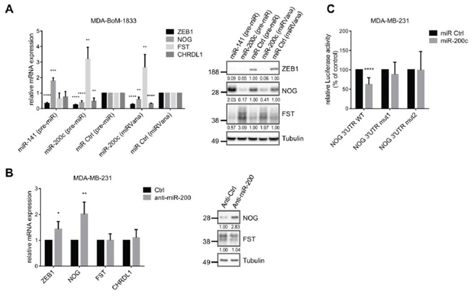 BMP-inhibitors are targets of the miR-200 family.