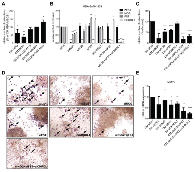 BMP-inhibitors and ZEB1 stimulate the induction of osteoclast differentiation.