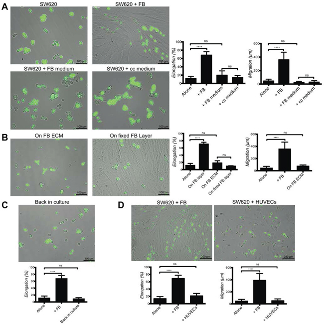 Fibroblast-induced elongation and motility of cancer cells require direct contact with living fibroblasts.