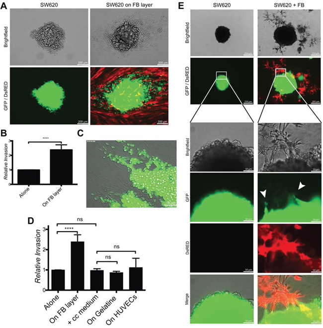 Fibroblasts induce cancer cell invasion in 2D and 3D conditions.