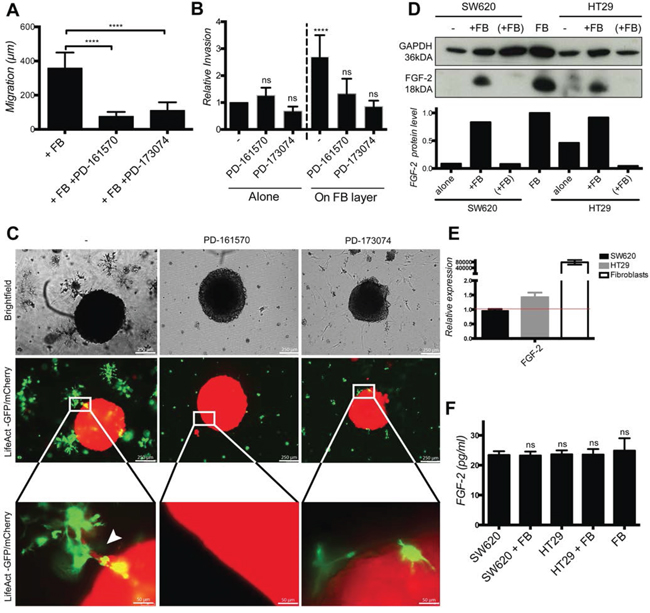 Cancer cell migration and invasion depends of fibroblast-cell surface associated FGF-2 and FGFR signaling.