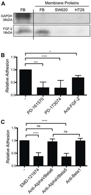 Fibroblasts cell surface-associated FGF-2, FGFR and &#x03B1;v&#x03B2;5 integrin are required for SW620 cell adhesion to fibroblasts.