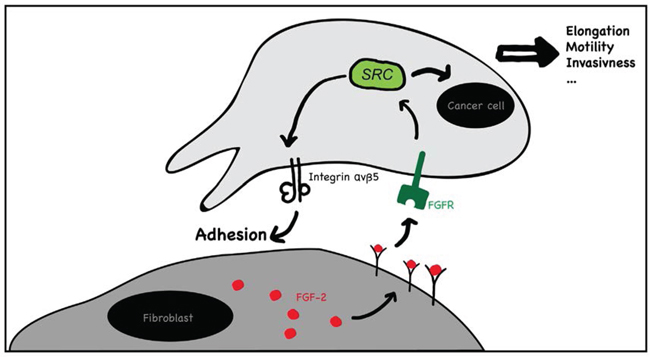 Schematic representation of the proposed mechanism of fibroblast mediated contact-dependent cancer cell migration.