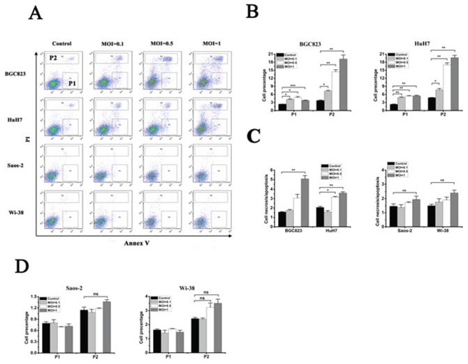 oHSV1-hTERT induces necrosis in telomerase-positive cancer cells.