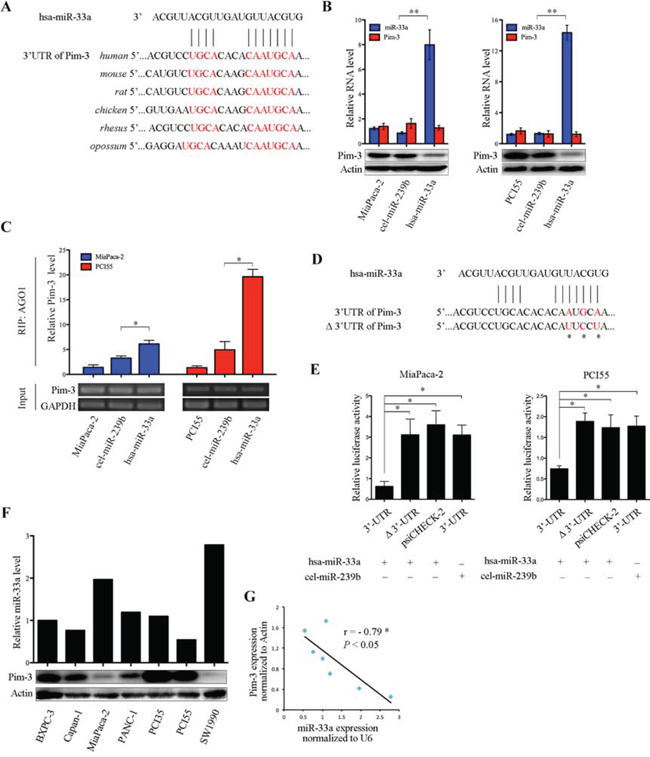 miR-33a suppresses Pim-3 expression by directly targeting its 3&#x2032;UTR.