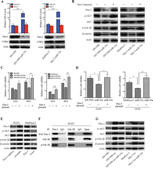 Downregulation of Pim-3 kinase by miR-33a inhibits cell proliferation and chemosensitivity, in part by regulating the AKT/Gsk-3&#x03B2;/&#x03B2;-catenin cascade.