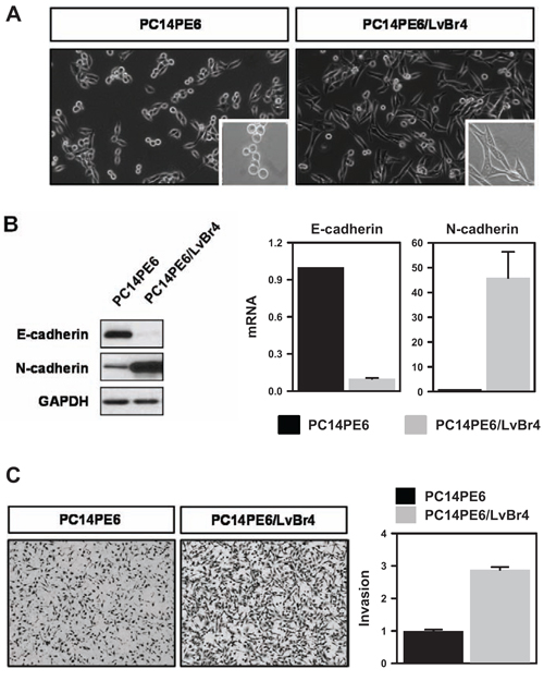 Brain metastatic PC14PE6/LvBr4 cells show mesenchymal features and higher invasive activity than parental PC14PE6 cells.