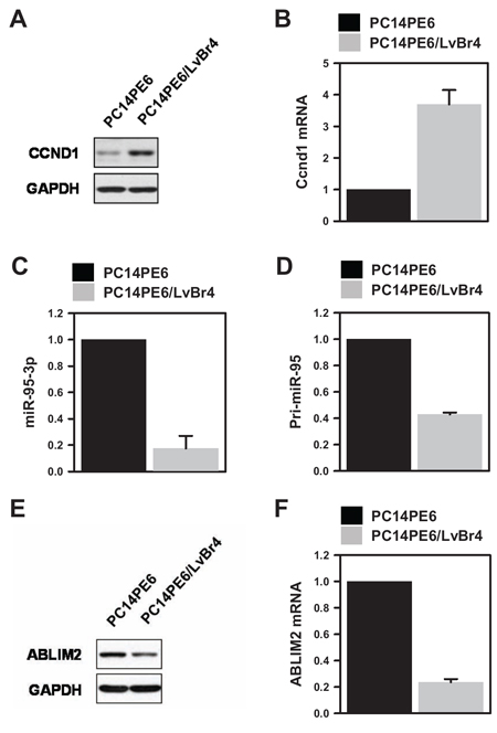 Cyclin D1 is upregulated and miR-95-3p is inversely downregulated in brain metastatic PC14PE6/LvBr4 cells.