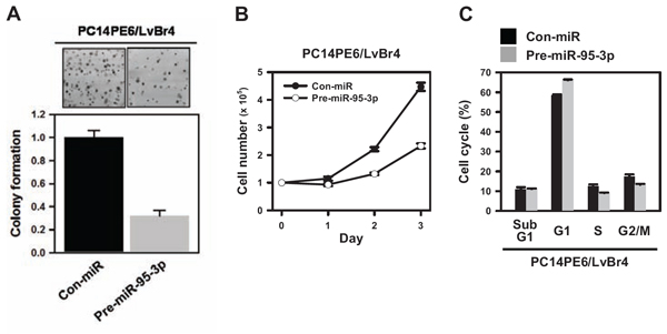 MiR-95-3p inhibits proliferation of brain metastatic PC14PE6/LvBr4 cells.
