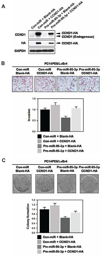 Ectopic expression of cyclin D1 restores miR-95-3p-mediated inhibition of invasiveness and colony formation.