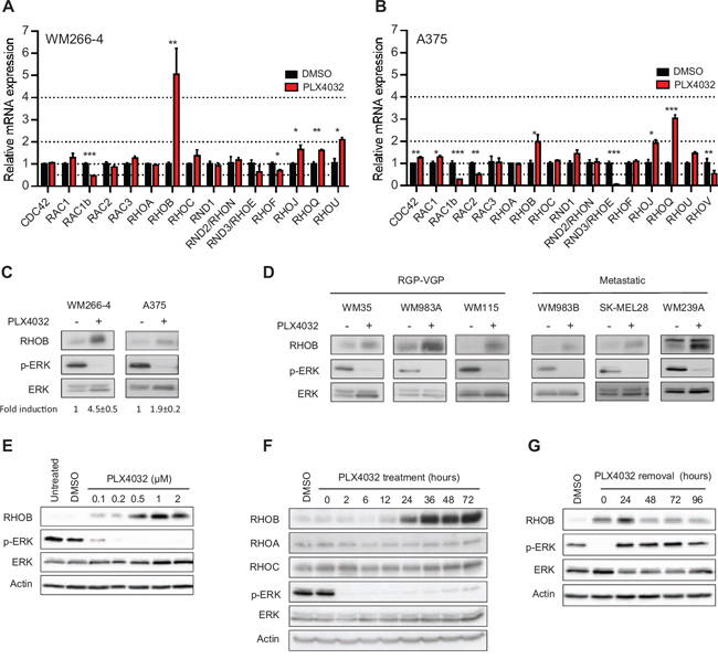 PLX4032 increases RHOB expression in BRAFV600E melanoma cells.
