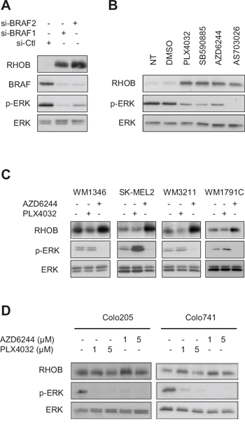 Inhibition of the BRAF/MEK/ERK pathway induces RHOB in melanoma cells.