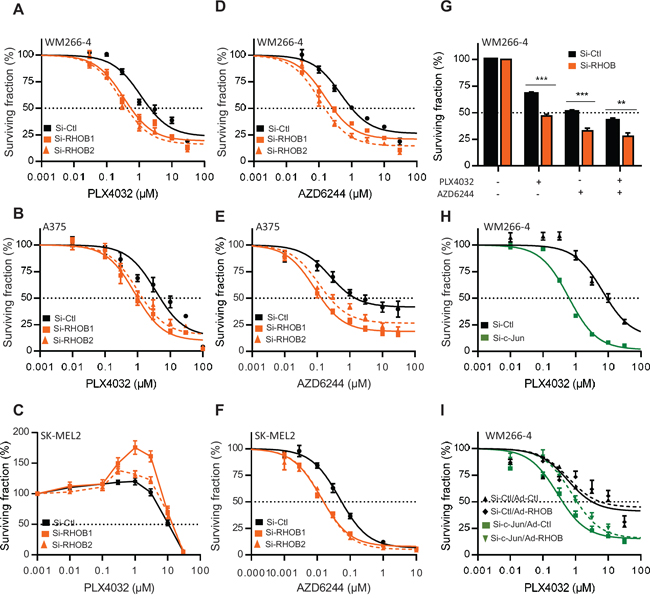 Inhibition of the c-Jun/RHOB axis increases cell sensitivity to BRAF and MEK inhibitors.