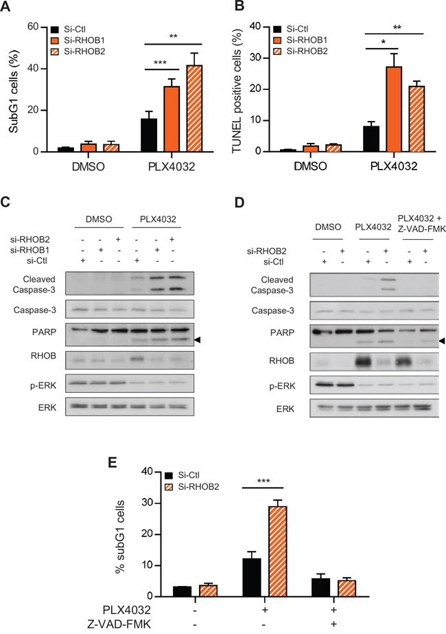 Concurrent inhibition of MAPK with RHOB triggers apoptosis.