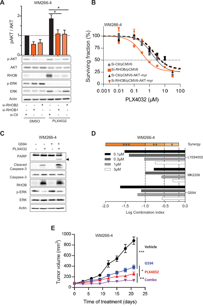 RHOB-mediated resistance to PLX4032 is overcomed by combination with an AKT inhibitor.