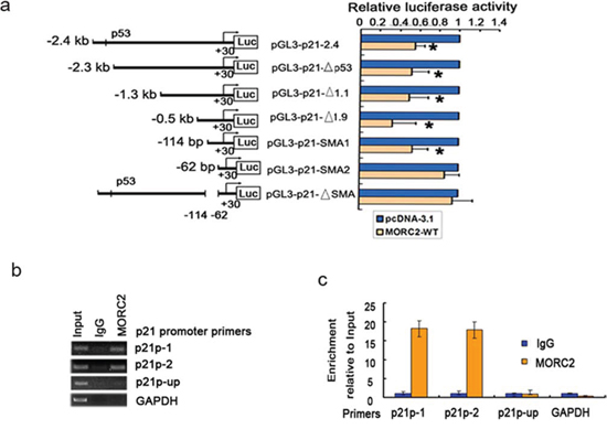 MORC2 can bind to p21 promoter and repress its activity.