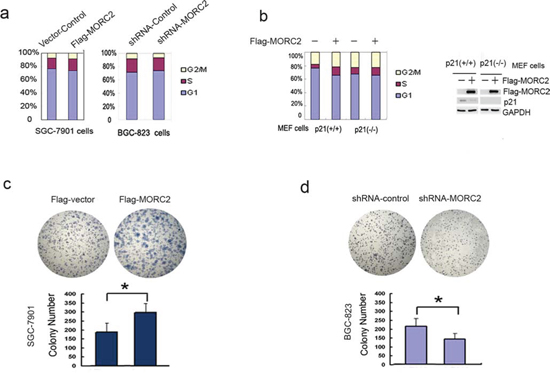 MORC2-mediated p21 repression promotes cell proliferation.
