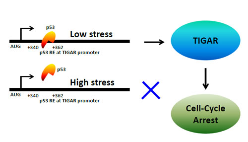 Figure 1a: A model depicting the mechanism of p53-mediated regulation of TIGAR gene in cancer cells.