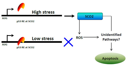 Figure 1b: A model depicting the mechanism of p53-mediated regulation of SCO2 gene in cancer cells.