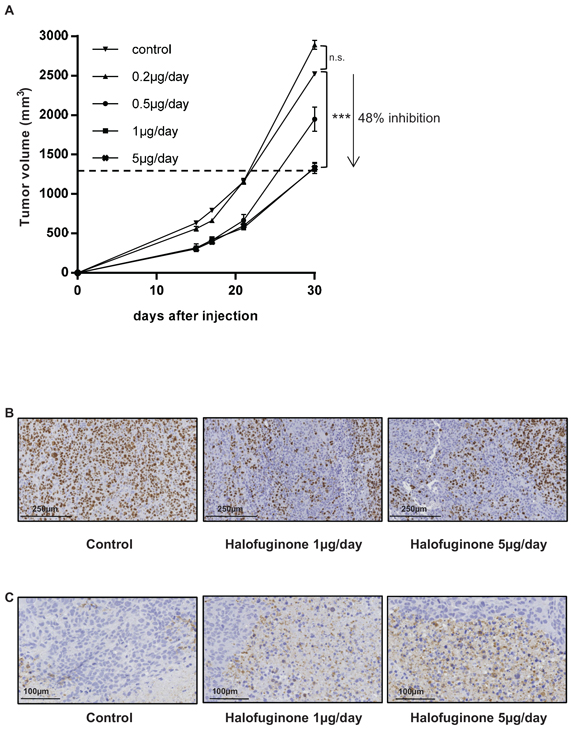 Halofuginone inhibits osteosarcoma primary tumor growth.