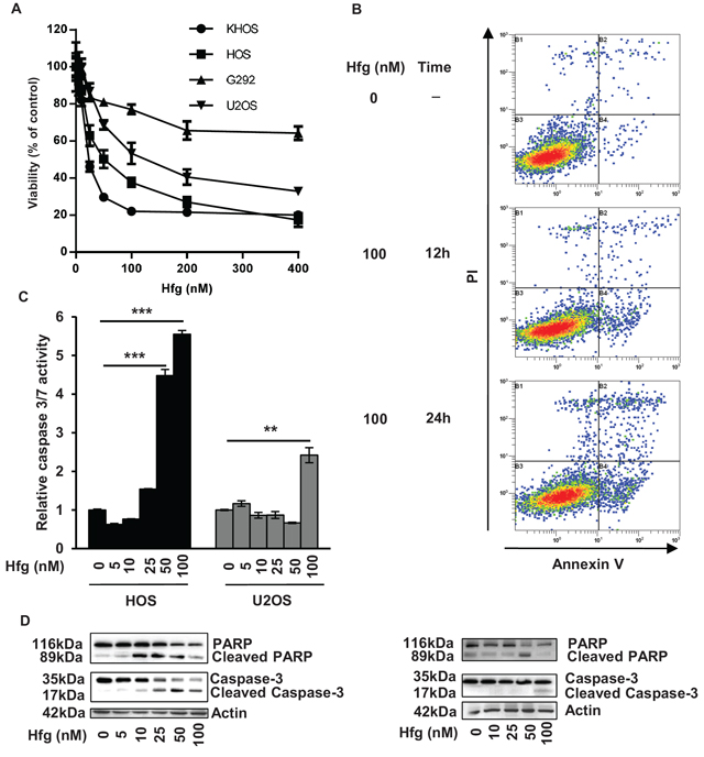 Halofuginone induces osteosarcoma cell death in vitro.