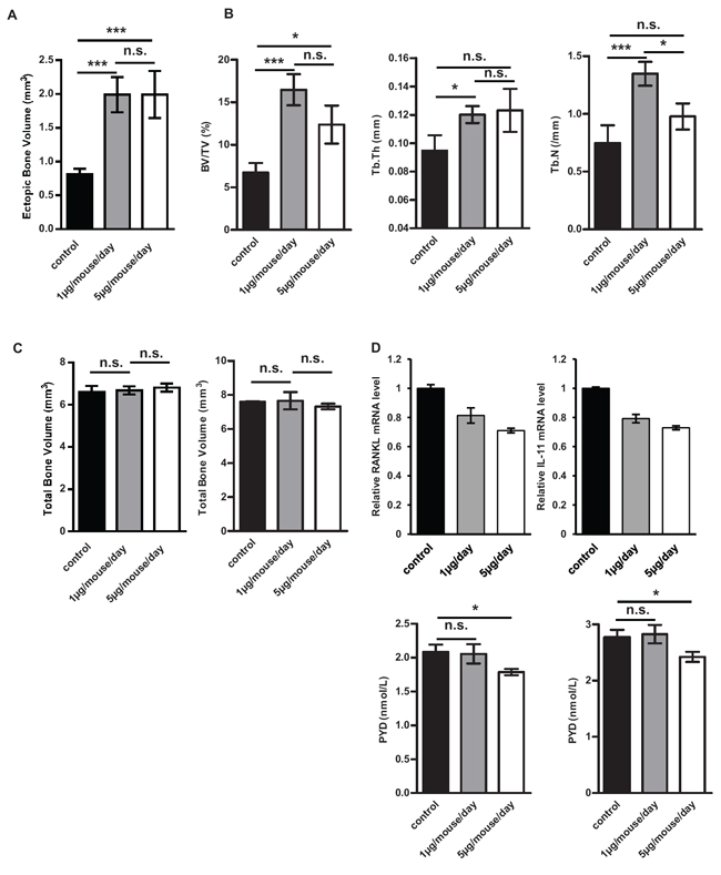 Halofuginone affects tumor associated bone remodeling.